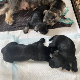 Miniature Schnauzers from G2G BREEDER