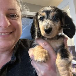 Dachshund Puppies from Miniature Dreams Dachshunds