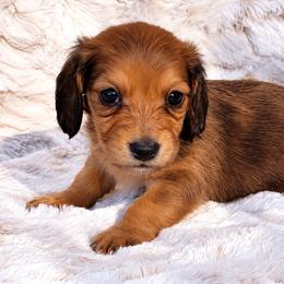 Ollie - Red male Dachshund puppy in Farmington, Missouri from Eva Leas Pups