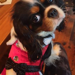 Cavalier King Charles Spaniels from Blackstone Cavaliers