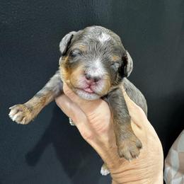 Bear - Blue merle male Bernedoodle puppy in Macon County, North Carolina from Mountain Doodles