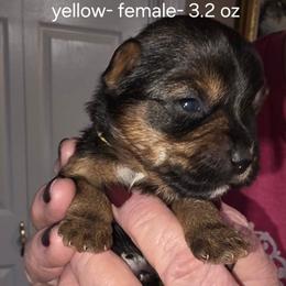 Audrey - Black and tan female Yorkshire Terrier puppy in Lampasas, Texas from Lone Star Yorkies Texas