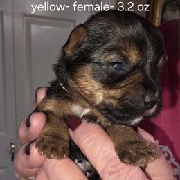 Audrey - Black and tan female Yorkshire Terrier puppy in Lampasas, Texas from Lone Star Yorkies Texas