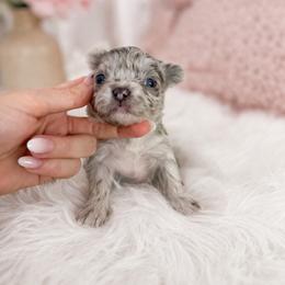 Lilac merle girl 6500 - Merle female Chihuahua puppy in Miami, Florida from Natalias Tiny Puppies