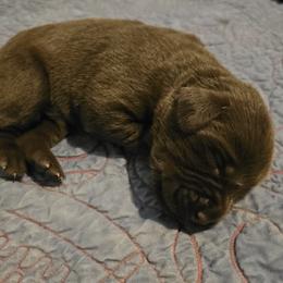 4th Available - Chocolate female Labrador Retriever puppy in Eugene, Oregon from Humphrey Retrievers