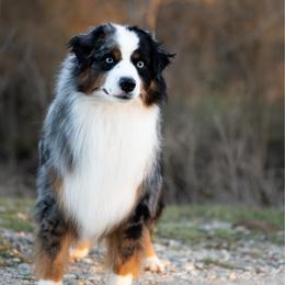Travis - Miniature American Shepherd