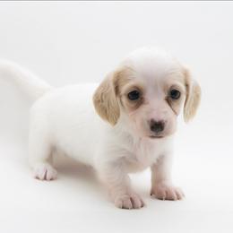 Female 2 - Piebald female Dachshund puppy in Childress, Texas from Taylor Farms