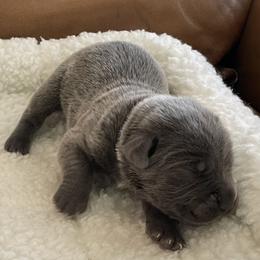 Bubbles - Gray female Cane Corso puppy in San Isidro, Texas from MTZCC Ranch, LLC