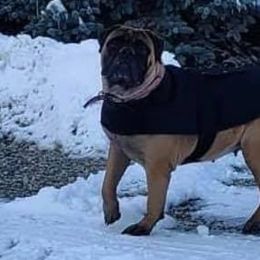 Bullmastiffs from Braysons Bullmastiffs