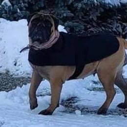 Bullmastiffs from Braysons Bullmastiffs