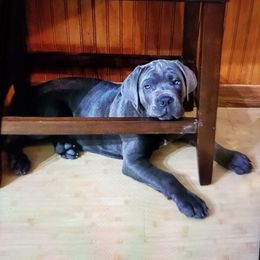 Cane Corso Puppies from Samantha Jackson