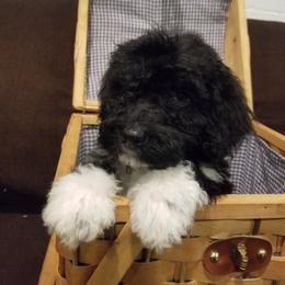 Portuguese Water Dog Puppies from Prized Family Porties