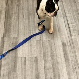 Boston Terrier and French Bulldog All Grown Up from 3B Kennels