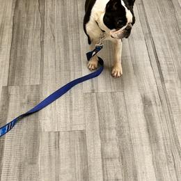 Boston Terrier and French Bulldog All Grown Up from 3B Kennels