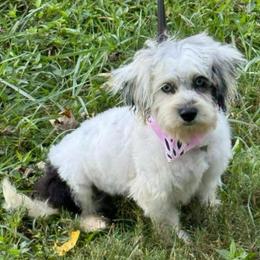 Daisy - Companion Cross