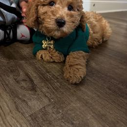 Poodle Puppies from Bruno & Co. Puppies