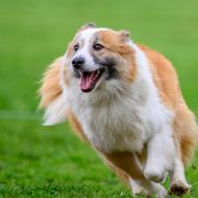 Bryndis - Icelandic Sheepdog