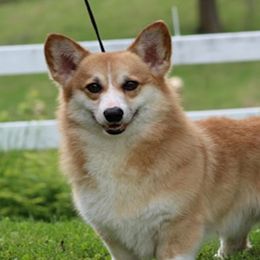Zen - Pembroke Welsh Corgi