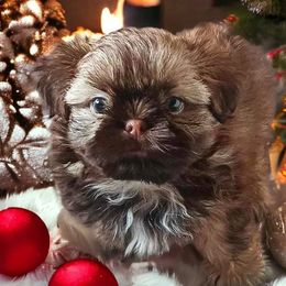 Shih Tzu Puppies from Mia AKC Shih Tzus