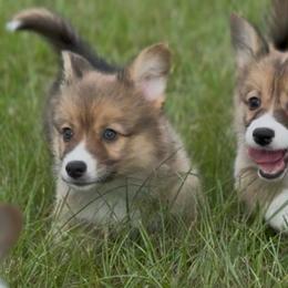 AKC Sable Fluffy triple clear - Sable male Pembroke Welsh Corgi puppy in Summerfield, Florida from Promise Land Farm