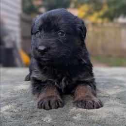 Orange collar - Black and tan female German Shepherd puppy in Millan, Illinois from Volhouden German Shepherds