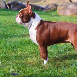 Margie - Boston Terrier