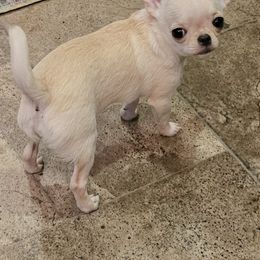 Chihuahua Puppies from Country Charm Chihuahuas