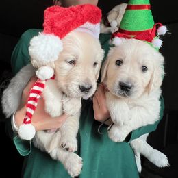 Golden Retriever Puppies from Kansas Prairie Pups
