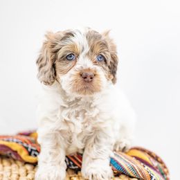 Faith - Brown white and tan female Cockapoo puppy in Montana from Parti Puppies