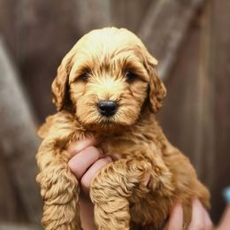 Sailor - Red  male Goldendoodle puppy in Mohnton, Pennsylvania from Stony Meadow Puppies