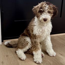 Bernedoodle and Bordoodle All Grown Up from Mesa View Puppies