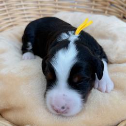 Padfoot - Tri-color male Bernedoodle puppy in Apache Junction, Arizona from Coffey House Doodles