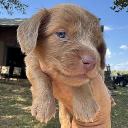 Praline - Fawn (isabella) and tan female Dachshund puppy in Bentonville, Arkansas from Boujee Buns Dachshunds