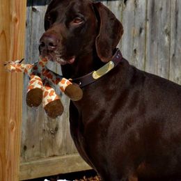 German Shorthaired Pointer All Grown Up from Claddagh Kennels