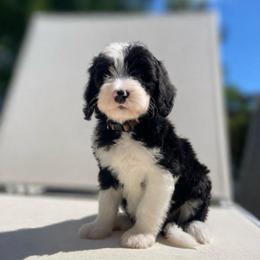 Piper - Black and white female Sheepadoodle puppy in Rocky Point, North Carolina from CelticDoods