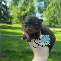 Isabela - Chocolate and tan female Pomeranian puppy in Perry County, Ohio from Speechless Pom’s