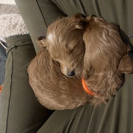 Goldendoodle Puppies from Mandi's Doodles