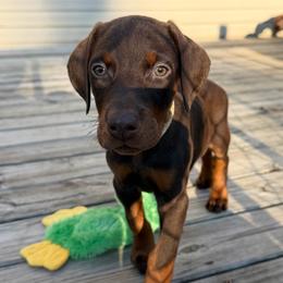 Tan - Red and rust female Doberman Pinscher puppy in Madison, Indiana from Jensen Dobermans and Dachshunds