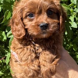 Cavapoo puppies from Adored Poodle & Doodles