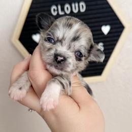 Delilah - Merle female Chihuahua puppy in Harrison, Michigan from Cloud9 Chihuahuas