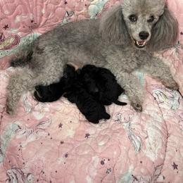 Poodle puppies from RomLein Poodles