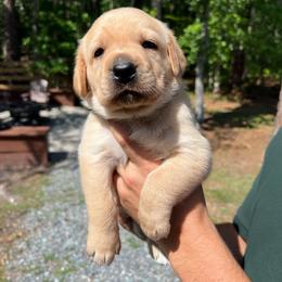 Ash - Yellow male Labrador Retriever puppy in Carthage, North Carolina from Wicked Pines Retrievers