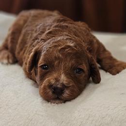 Brownie - Red female Cavapoo puppy in Glendale, Arizona from Cool Cavapoos