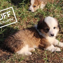 Duff Goldman - Sable male Pembroke Welsh Corgi puppy in Stilwell, Oklahoma from Barton Farms Corgis