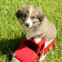 Fairy Godmother (2600) fluffy - Sable female Pembroke Welsh Corgi puppy in Valley, Washington from Corgis of the Mountain Valley