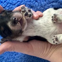 Lightning - Black male Dachshund puppy in Wolf Lake, Indiana from Canisteo Dachshunds