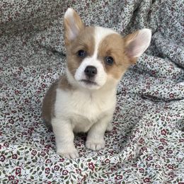 Ginny - White and red female Pembroke Welsh Corgi puppy in Washington, Arkansas from Foxy Knoll Farm