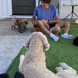 Goldendoodle Puppies from Heavenly Hilltop Farm