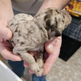 Bailey - Merle male Labradoodle puppy in Calvert City, Kentucky from Pawpaws Doodles