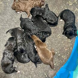 Girl 8 - Black female Labradoodle puppy in Craig, Nebraska from Top Knot Companions Poodles and Labradoodles